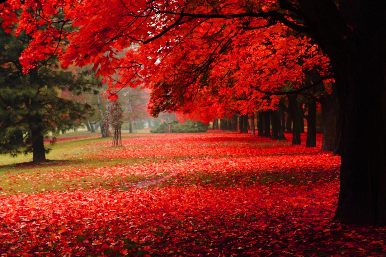 The Most Attractive Cities of Canada You Must Visit!!